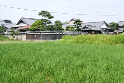 井澤本家